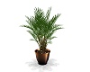 DJ MARSH CLUB PLANT 1
