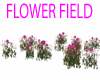 flower peony field