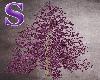 Purple Spruce