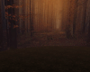 Forest/AmbientRoom