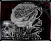 (D)Greyling Rose