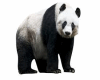Song-Panda DJ Action