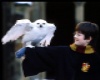 Harry Potter and Hedwig
