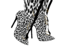 W Leopard C