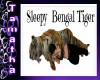 Sleepy Bengal Tiger
