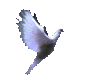 animated flying dove