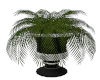 TEFPOTTED PLANT LARGE