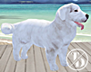 White |  Animated Dog