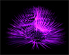 RH Purple spikes