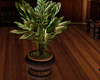 [kyh]Promise plant2