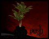 Black Double Palm Plant