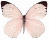 Butterfly Ore BP