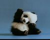 Hello Panda Super Cute !
