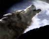 A Howling Wolf