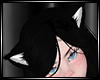 ZR|𝒌𝒆𝒅𝒚
