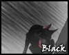 BLACK doberman