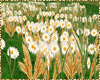 wheat & daisies addon