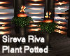 Sireva Riva Plant Potted