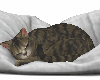 Cat Sleeping Pillow