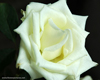 white_rose-4