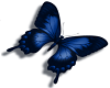 blue butterfly (L)