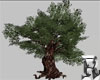 Tree Animates Nigth