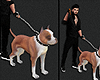 Dog PitBull v3