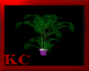 $KC$ Laker Plants