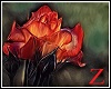 Z: Floral Picture