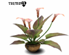 ~TRH~TIGER LILY PLANT