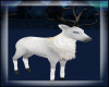 White Reindeer