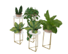Indoor Plants Set Gold