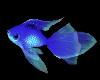 Blue Swimming Koi M F