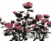 Rose Bush