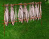Drying trout
