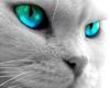 Cat with Ice Blue Eyes