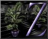 Z Black Violet Plant