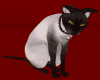 |Anu|W.Black Cat*