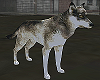 Animated Alpha Wolf