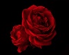 Passion rose
