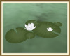 Opal Lake Water Lillies