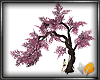 (ED1)cherry tree-3