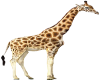 African Giraffe