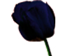 Dark blue Tulip