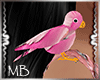 ~M~  Pink Parakeet