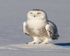 Snowy Owl Hair