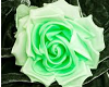 MINT GREEN ROSES BED