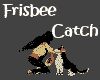 ! Frisbee Catch ~ Husky 