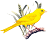 stikers pájaro canario