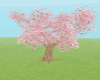 Sakura  Blossom Tree